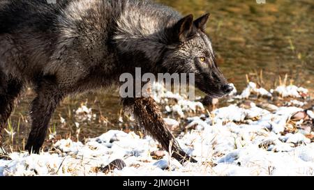 Ein Alaska-Wolf im Inneren im Wald im Winter auf einem verschwommenen Hintergrund Stockfoto