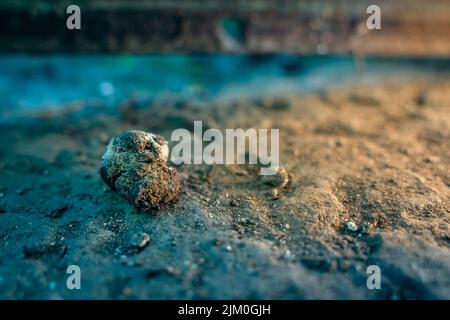 Nahaufnahme frischer Hühnermist auf dem Boden Stockfoto