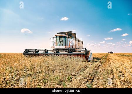 Der fahrerlose Reaper führt Weizenkorn-Ernte durch, moderne Kombinationstechnologie, globale Erwärmung und Überbevölkerung, die durch künstliche Intelligenz gelöst werden Stockfoto