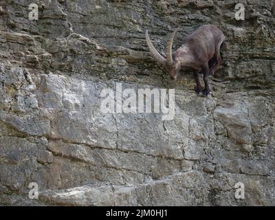 Eine wilde Steinbock-Ziege in den felsigen Bergen Stockfoto