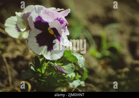 Eine Nahaufnahme der weiß-violetten Stiefmütterchenblüte im Garten Stockfoto