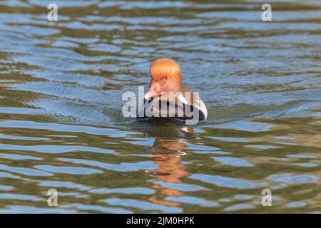Eine Nahaufnahme einer Rotschürzenschlange, während sie in Richtung der Kamera schwimmt. Es spiegelt sich im Wasser wider Stockfoto