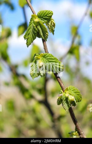 Eine vertikale Aufnahme eines gemeinsamen Haselnussbaums mit frischen neuen Blättern an einem sonnigen Tag Stockfoto