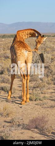 Wunderschöne Giraffe. Ein Foto einer schönen Giraffe auf der Savanne am späten Nachmittag in Südafrika. Stockfoto