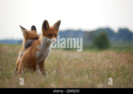 Fox Zwillinge spielen auf einer Wiese Stockfoto