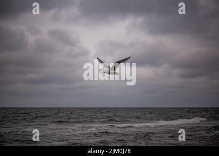 Eine Ringmöwe, die an einem bewölkten Tag über das Meer fliegt Stockfoto