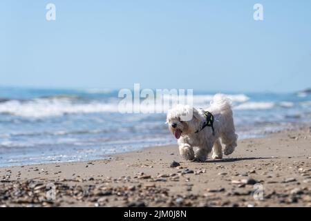 Ein maltesischer bichon zu Fuß am Strand von Oropesa del mar in Castellon Spanien Stockfoto