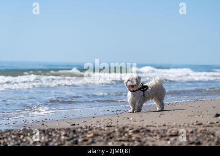 Ein maltesischer bichon zu Fuß am Strand von Oropesa del mar in Castellon Spanien Stockfoto