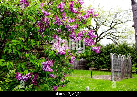 Eine Nahaufnahme der Syringa vulgaris, des Flieders oder des gemeinen Flieders. Stockfoto