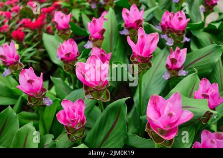 Siam Tulpenblume blüht im Garten Stockfoto