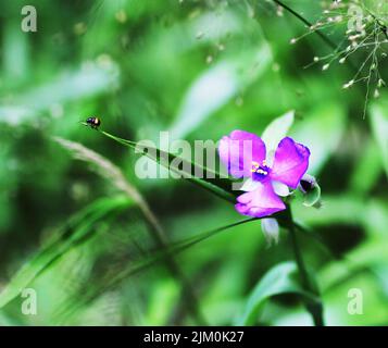 Ein selektiver Fokus der violetten Wildblume auf einem Feld mit wenig Käfer auf einem Blatt Stockfoto