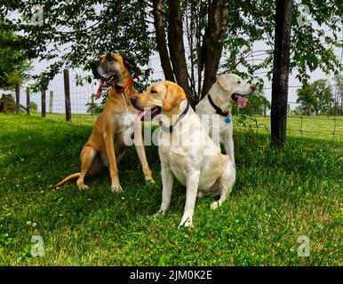 Ein Blick auf zwei Labrador Retriever und Boerboel Hunde, die in der Nähe von Baum im Park sitzen Stockfoto