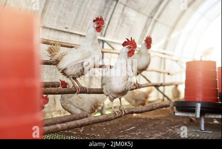 Mutter Natur sehr ersten Wecker. Hühner in einem Hühnerstall auf einem Bauernhof. Stockfoto
