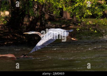 Eine Nahaufnahme des großen blauen Reiher, der über der Wasseroberfläche fliegt. Ardea herodias. Stockfoto