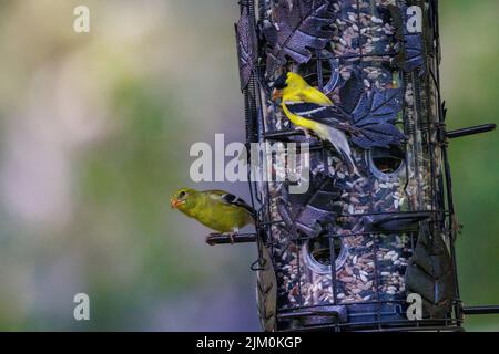 Eine Nahaufnahme von zwei amerikanischen Goldfinken, die auf dem Vogelfutterhäuschen thront. Spinus tristis. Stockfoto