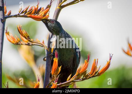 Die bunte TUI ernährt sich in Wellington von Flachs Stockfoto