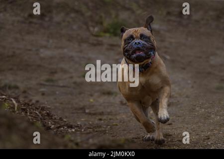 EIN BULLMASTIFF RUNNINGWITH HELLE AUGEN UND EINEN OFFENEN MUND MIT EINEM BUNTEN KRAGEN UND EINEM VERSCHWOMMENEN HINTERGRUND Stockfoto