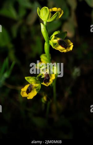 Die gelbe Bienenorchidee , (Ophrys lutea) natürliche Blume des Feldes Stockfoto