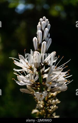 Wunderschöne Wildblumen, bekannt als Silverrod, Royal Staff, Asphodelus ramosus Stockfoto