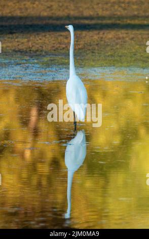 Ein östlicher Silberreiher, der in dem flachen Teich und seinen Spiegelungen spazierengeht Stockfoto