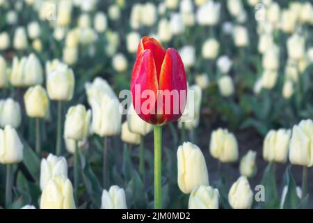 Wunderschöne Darwin Hybrid Red Tulips in einem Blumenbeet. Stockfoto