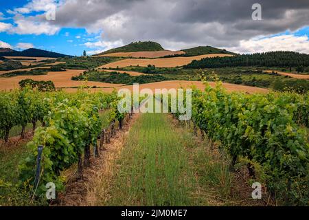 Weinberge in einem wunderschönen Tal in der Nähe von Pamplona in Nordspanien, umgeben von der Sierra del Perdon an einem bewölkten Tag Stockfoto