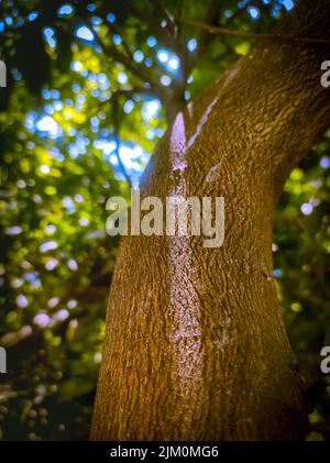 Eine vertikale Aufnahme eines Sonnenstrahls, der auf einen Baumstamm scheint Stockfoto