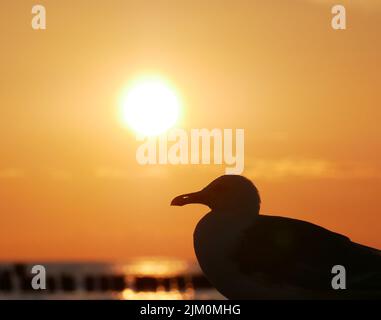 Sonnenuntergang über der Ostsee mit der Silhouette einer Möwe Stockfoto