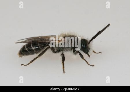 Detaillierte Nahaufnahme auf einer weißsilberhaarigen männlichen bärtigen Bergbiene, Andrena barbilabris auf weißem Hintergrund Stockfoto