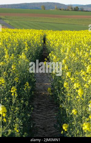 Eine Vertikale eines schmalen Weges in einem Feld von gelben Blumen in Bayern, Deutschland Stockfoto