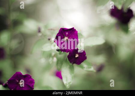 Die Nahaufnahme der dunkelvioletten Petunia-Blume mit selektivem Fokus Stockfoto