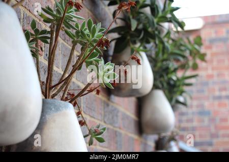 Die Nahaufnahme von Töpfereien von Gartenpflanzen, die an der Ziegelwand hängen Stockfoto