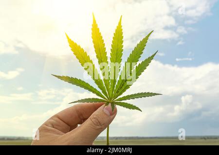 Cannabisblatt in der Hand in der Sonne auf verschwommenem Hintergrund. Pflanze für den Anbau im Freien. Warme Schattierungen von untergehenden Sonne. Fotos von Hanf Stockfoto