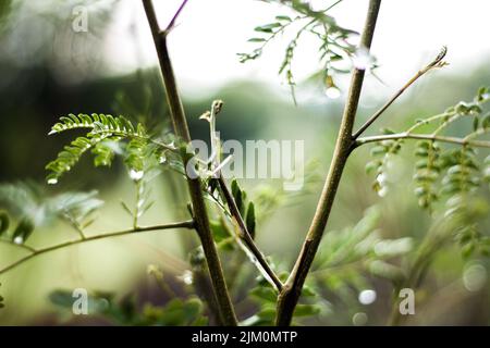 Der selektive Fokus Schuss von Fern Zweige oder Polypodiopsida - ein Mitglied einer Gruppe von Gefäßpflanzen, die ohne Pflanzen und Blumen Stockfoto