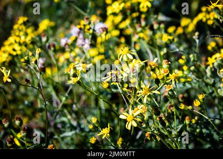 Die Nahaufnahme des Gemeinen Erdmörkchens oder Senecio vulgaris-Gartens mit gelben Blüten Stockfoto