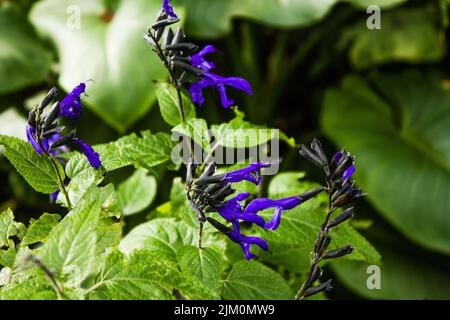 Die Nahaufnahme von getrockneten Salbei mit violettem Anisduft oder Salvia Guaranitica-Blüten Stockfoto