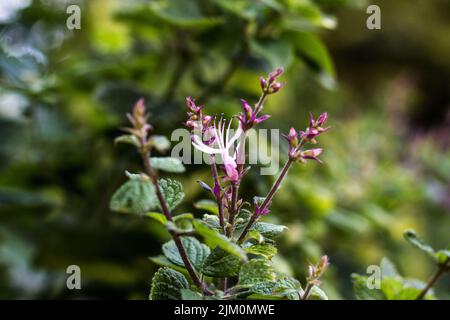 Die Nahaufnahme der Fumaria officinalis, die zur Behandlung von dermatologischen Erkrankungen wie Ekzemen verwendet wird Stockfoto