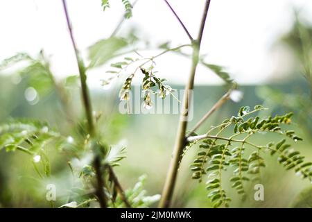 Der selektive Fokus Schuss von Fern Zweige oder Polypodiopsida - ein Mitglied einer Gruppe von Gefäßpflanzen, die ohne Pflanzen und Blumen Stockfoto