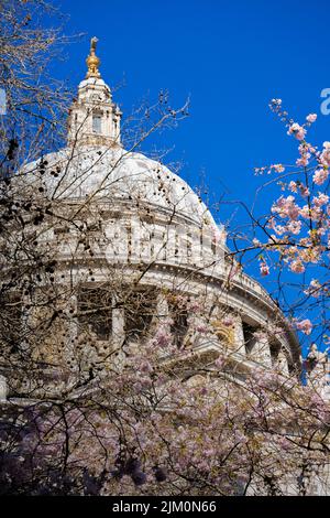 Die Kuppel der St. Paul's Cathedral gegen einen blauen Himmel durch Zweige mit rosa Kirschblüten gesehen Stockfoto