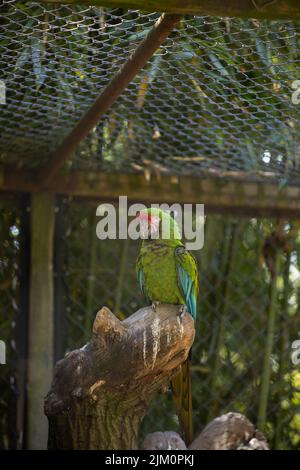 Eine vertikale Aufnahme eines niedlichen kleinen Militärara-Vogels, der auf einem kleinen Baumstamm in einem Käfig steht Stockfoto