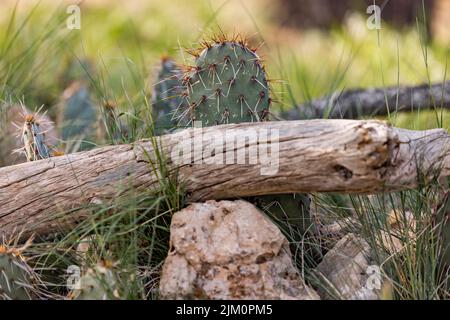 Der Opuntia Ficus-Indica ist auch als Kaktus aus Stachelpaaren bekannt, der in der Wüste wächst Stockfoto