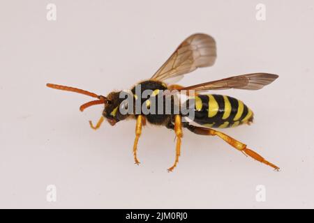 Nahaufnahme einer schwarz-weißen Gooden-Nomadenbiene, Nomada goodeniana, gegen einen weißen Hintergrund Stockfoto