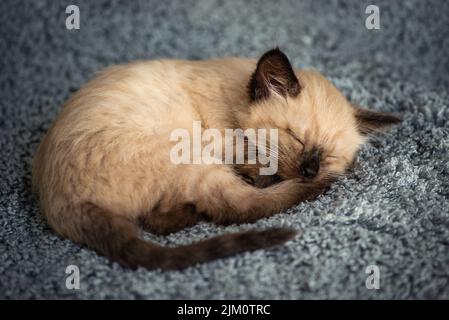 Ein kleines niedliches Kätzchen schläft süß auf einer flauschigen grauen Decke, die in einem Ball zusammengerollt ist. Hochwertige Fotos Stockfoto
