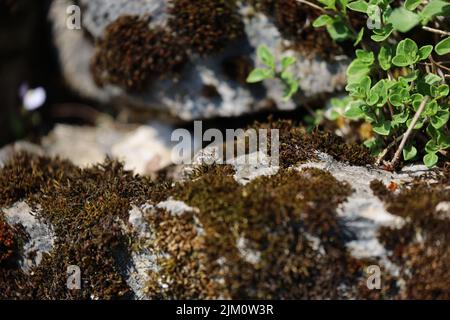 Eine Nahaufnahme von braunem Moos, das auf Felsen wächst Stockfoto