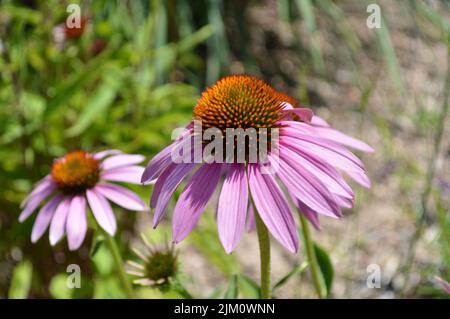 Eine Nahaufnahme von blühenden rosa Kegelblumen auf einem Feld Stockfoto