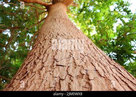 afrikanischer Mahagoni-Baum (Khaya senegalensis) auf der Insel Elephantine in Assuan Stockfoto