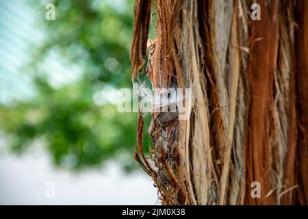 Eine selektive Fokusaufnahme eines Spinnennetzes auf einem Baum im Draper Park, Draper, Utah, USA Stockfoto