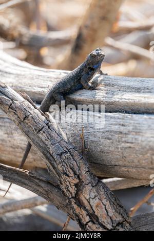 Eine westliche Zauneidechse im Washoe Valley, Nevada, USA Stockfoto