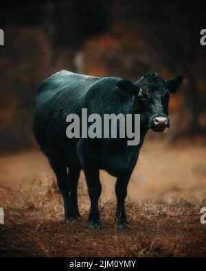 Eine Selektion einer schwarzen Kuh in einem Wald Stockfoto