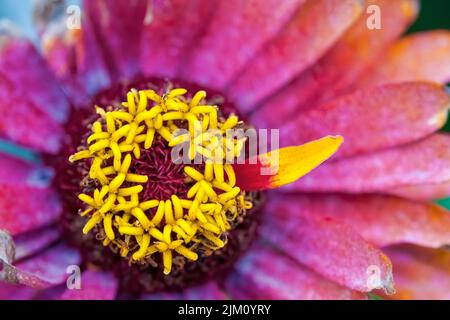 Eine Makroaufnahme einer anmutigen Zinnia-Blume mit rosa Blütenblättern Stockfoto